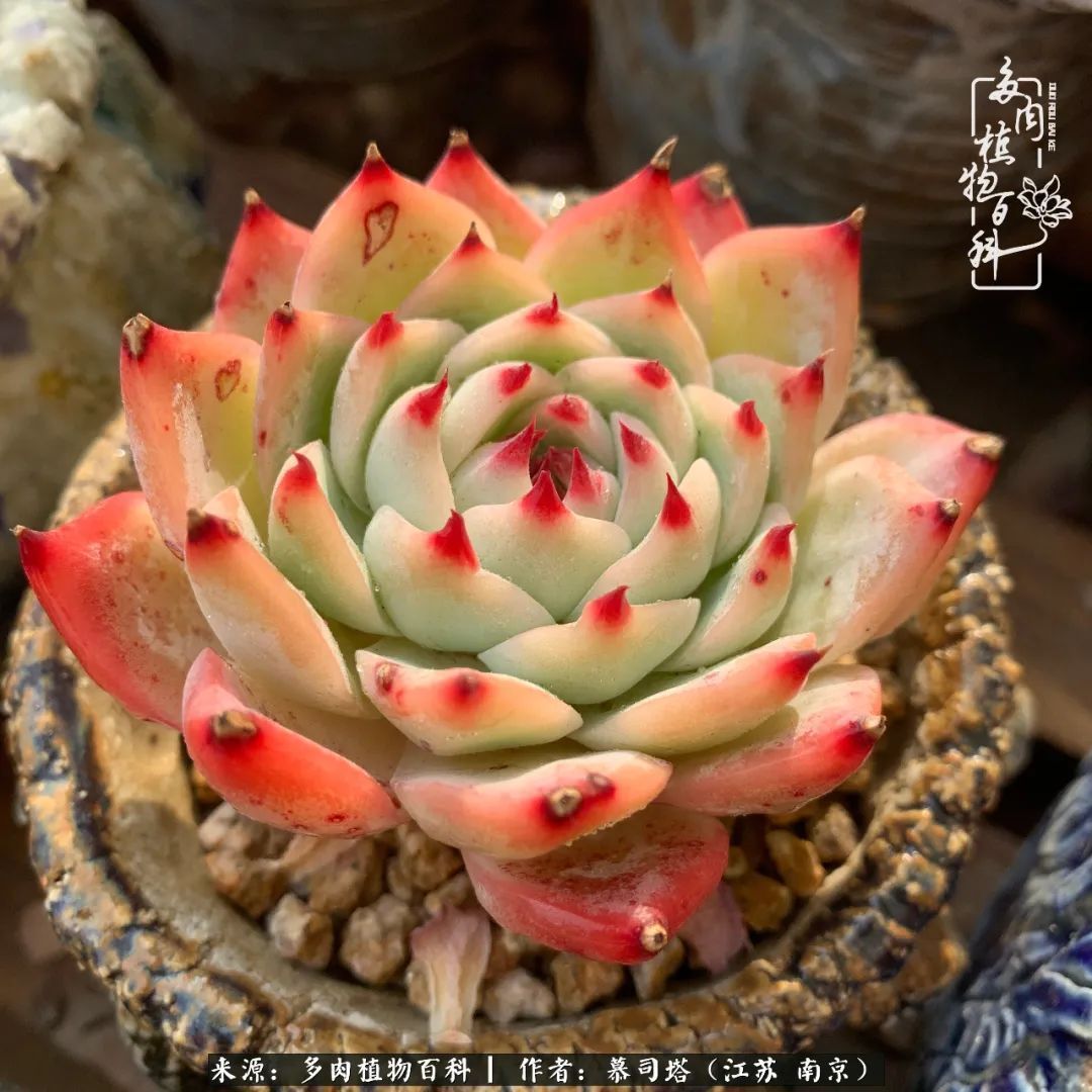 当多肉小白磕上吉娃娃!把自己都要美哭了!