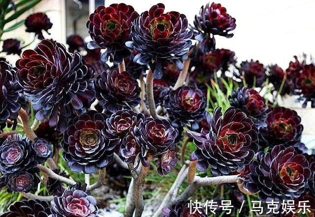 此“激素”别乱用,用“错”植物不生长,用一盆扔一盆