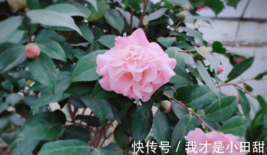 养花人必须记住的“施肥口诀”,只要合理掌握,养花变得轻轻松松