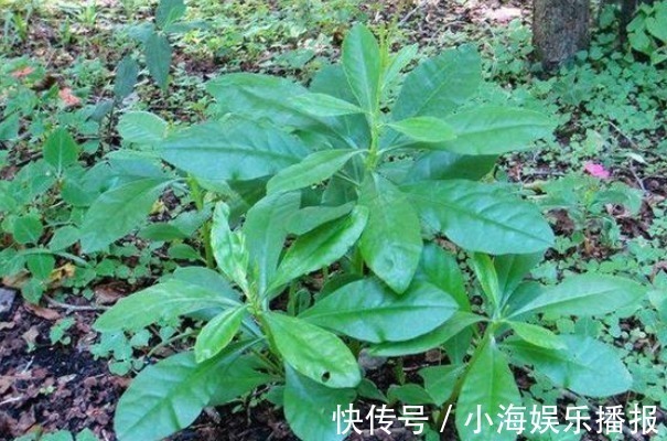 人参菜|农村的一种“假人参”,可吃可入药、营养非常大,见到不要错过