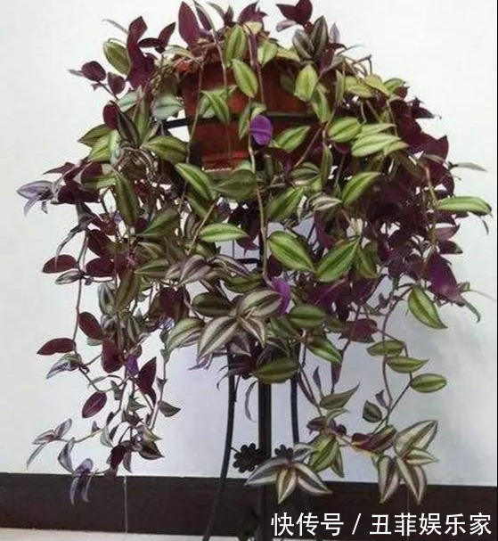 这3种吊兰千万别这么养,不然疯长爆芽,控制不住!