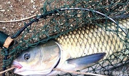 经验丰富|经验丰富的老渔夫，大多用这种方式钓草鱼