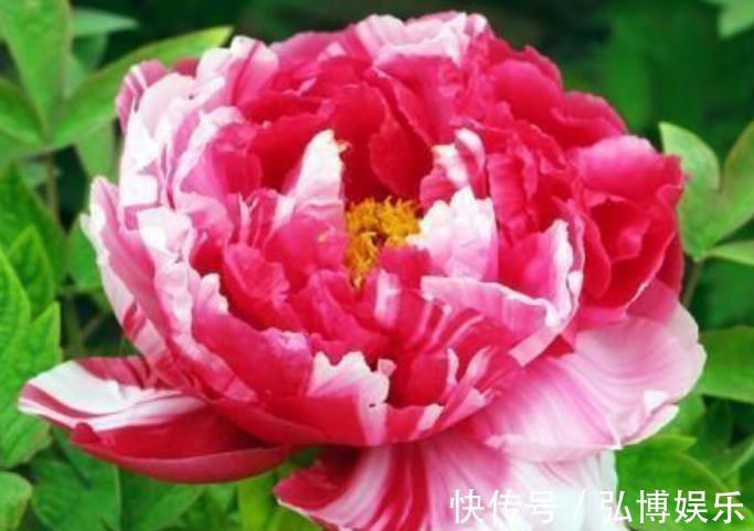 木槿|4种花是花中“大美女”，开花美长势旺，黄绿交辉，内敛美