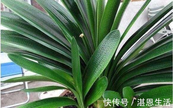 想要君子兰开花,有一个小方法,叶片蹭蹭长得快,花开的漂亮极了