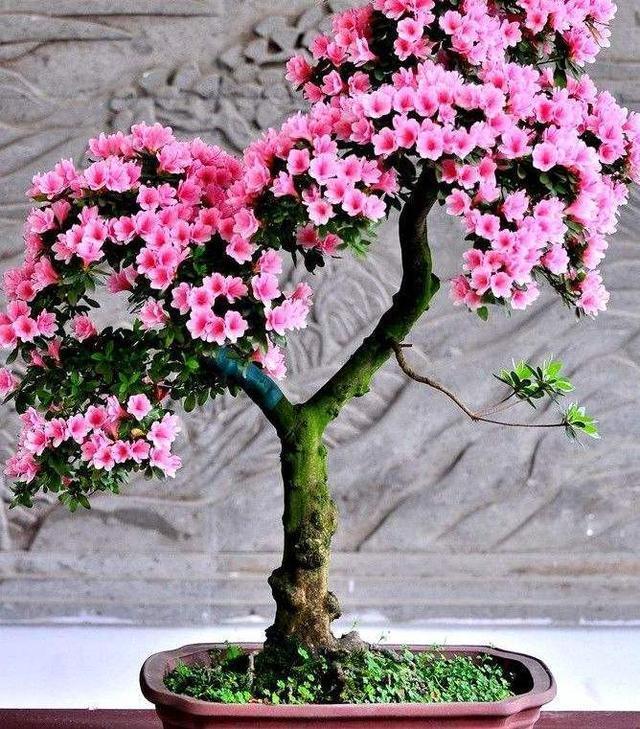 养杜鹃花,记住5点,不掉叶不黑尖,叶绿花多,一次开成大花球!