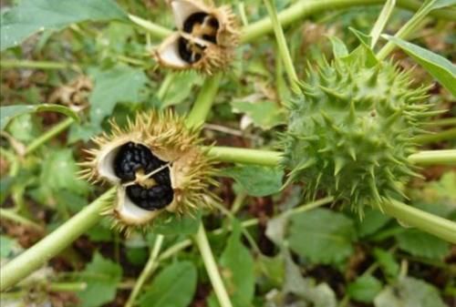 农村常见的2种植物,原来毒性那么强,以后见了要躲开