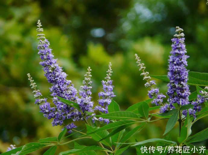 高温|七月里也能开得很棒的三种花，喜欢养花要入手，耐晒耐高温