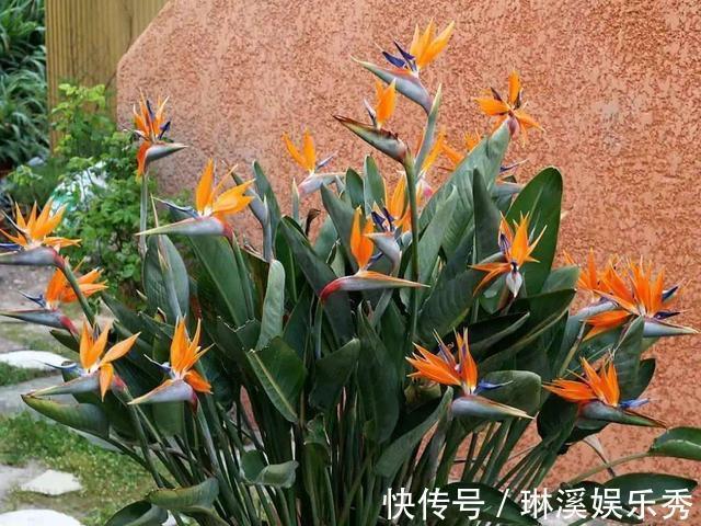 5种花,再喜欢也别搬去“晒太阳”,不然半天就“黄叶”!