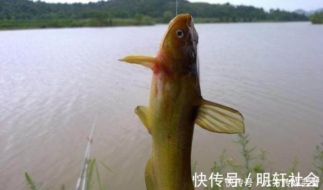 垂钓|夏季钓黄颡鱼,都说家禽内脏效果好,这里却藏着一个“必杀公式”