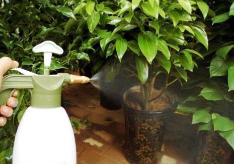 什么啤酒，白糖水，都不如几滴“它”，养花生根效果特别棒！