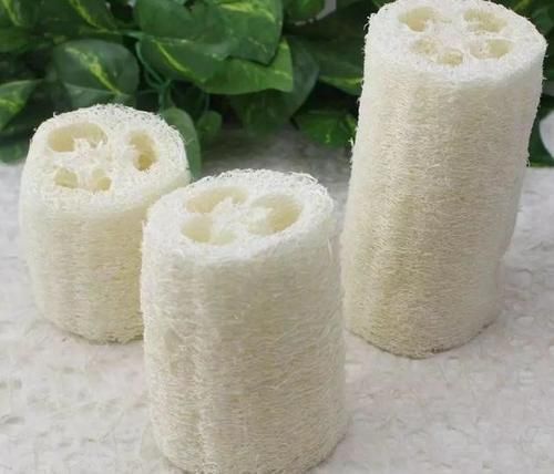 丝瓜络丝瓜络|养花烂根不是大问题!土里埋点它,根须刷刷长满盆,越来越壮实