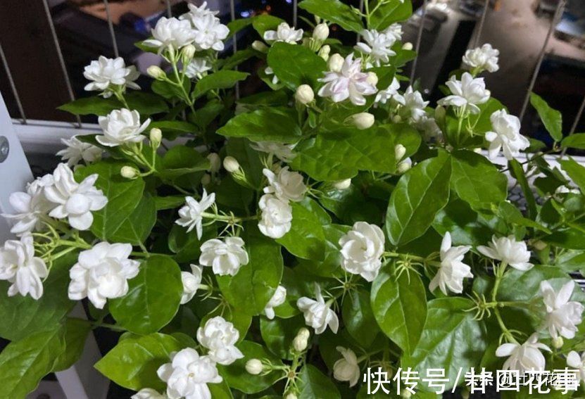 气温|茉莉花期结束后,4件事万万别做,明年花少是小事,就怕过不了冬