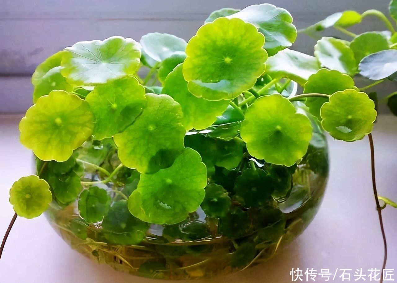 白掌|北方家里“干燥”?冬天养上3种植物,房子湿润、空气好