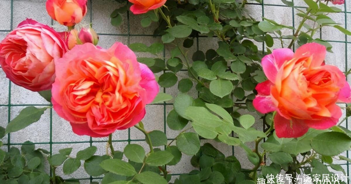 补水|六月养月季,做好防晒“三步骤”,枝叶不萎蔫,才能开出漂亮的花