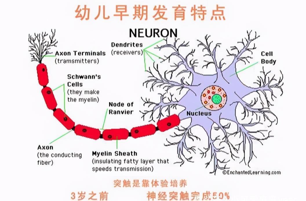 记忆力|孩子有以下特征,说明右脑发达,好好栽培很可能成为“学霸”