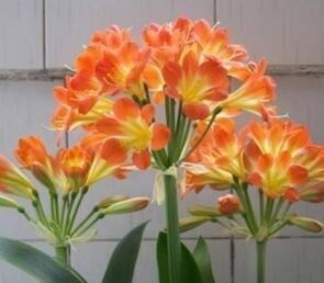 根叶|李大爷养君子兰,就浇这“2种水”,一年最少2次花,太养根了!