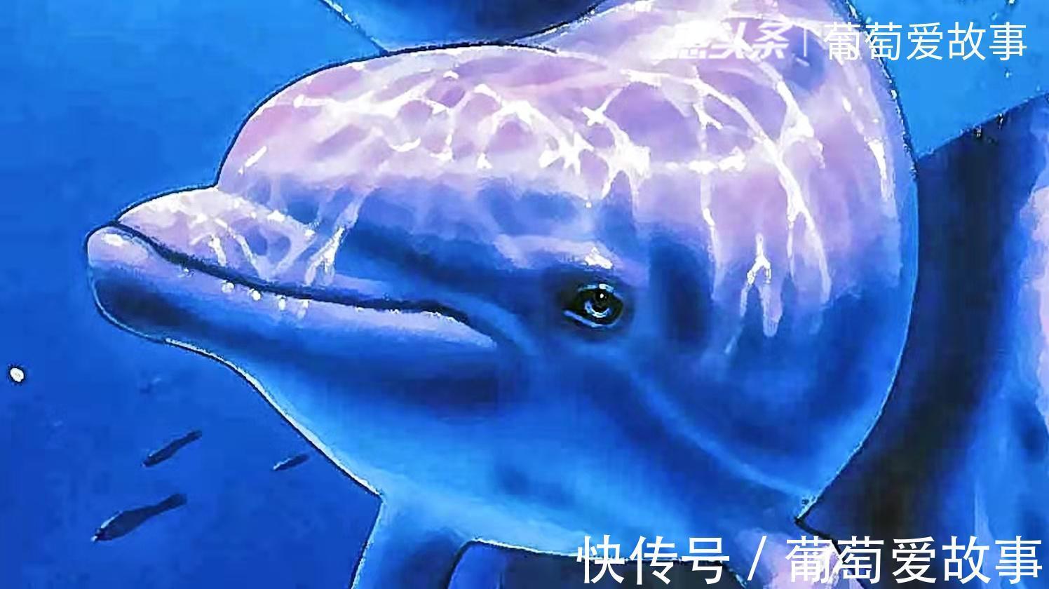 音乐|海豚座的星座传说