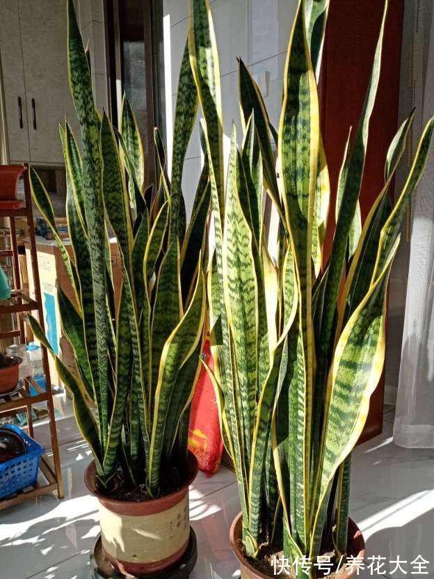 花卉|15种“阴性”花,家里没光适合养,光太强反而长不好