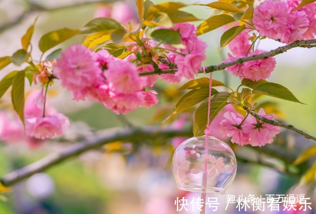 此花花期十分短暂,但却开尽了一生的芳华,象征着转瞬即逝的爱