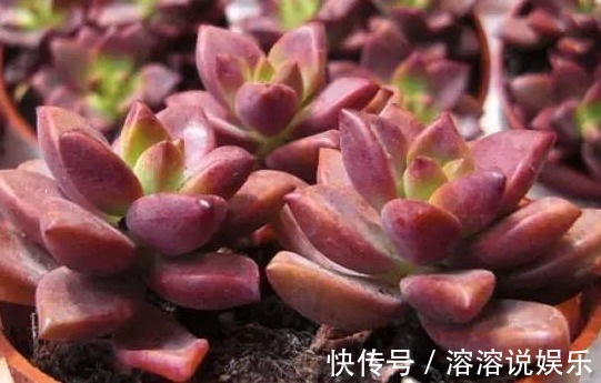 此几款多肉植物,随便养养就爆盆,繁殖能力特强,呆萌可爱又好养