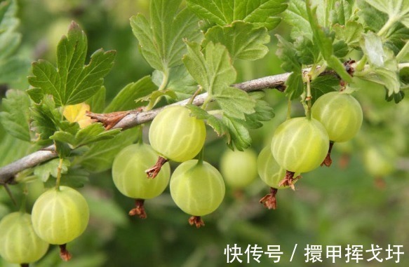 灯笼果|女性不想子宫衰老,每天吃几颗,皮肤细腻光滑,更显年轻!