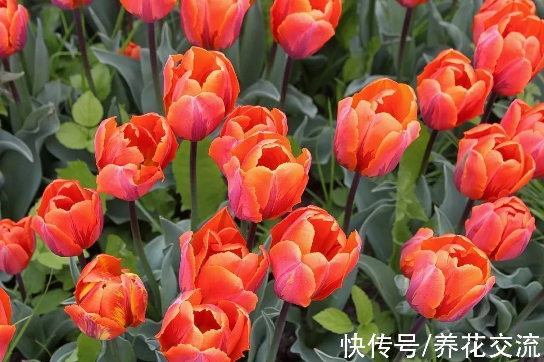 光棍树|记住这5种花的花语,光棍节更容易脱单,送花也不会迷惘