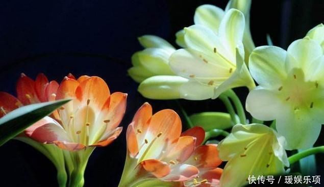 君子兰|君子兰一年到头“只见叶”盆里加勺“它”,花儿立刻爆出盆