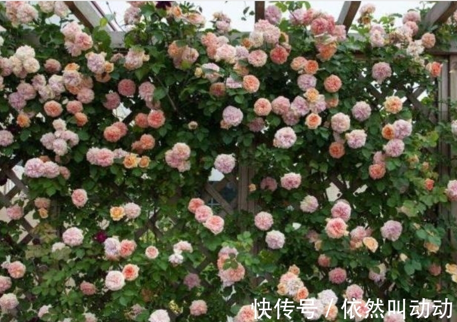 4种花养了就爆盆,好养易活开花漂亮,开花爆盆很容易