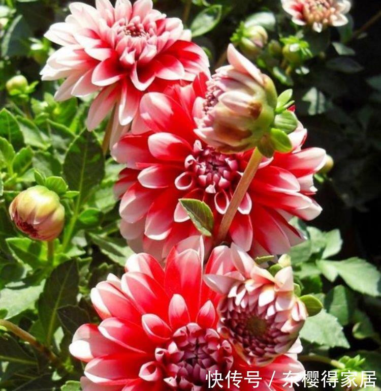 二月初一养4种花,比香水还好闻,香气喷喷心情好,你养了吗