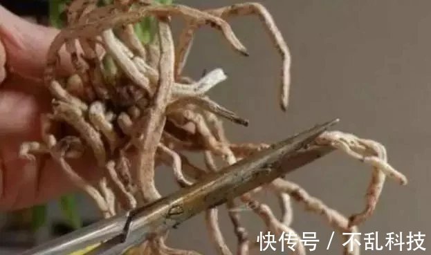 养花要换盆,关键4点要“做对”,不然换了也白换,还容易死掉