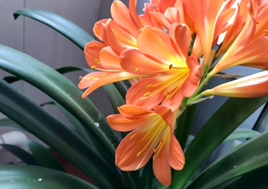 发育不良|君子兰催花有技巧，换盆会遇到什么问题，夹箭怎么处理