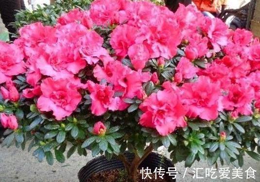 厨房里的1种粉末,兑水来浇花,轻松搞定养花常见的4大问题