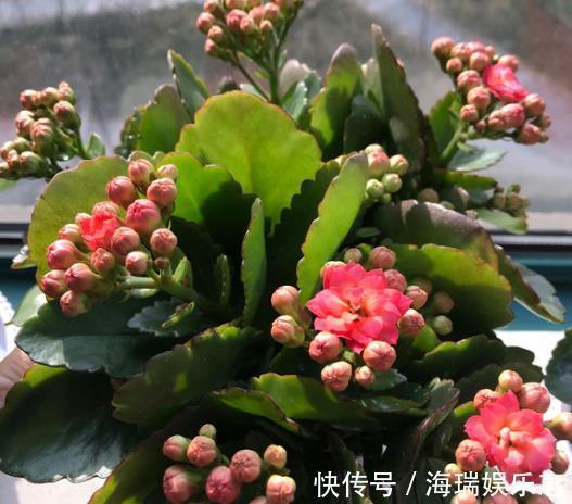 冬天|要让长寿花“开花不断”，把“3点”做好，一次冒出50个花苞！