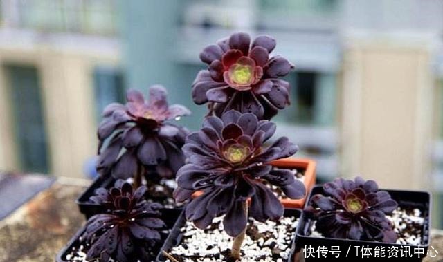 不按套路生长的多肉,最后一个竟撞脸弹簧_星图看多肉!