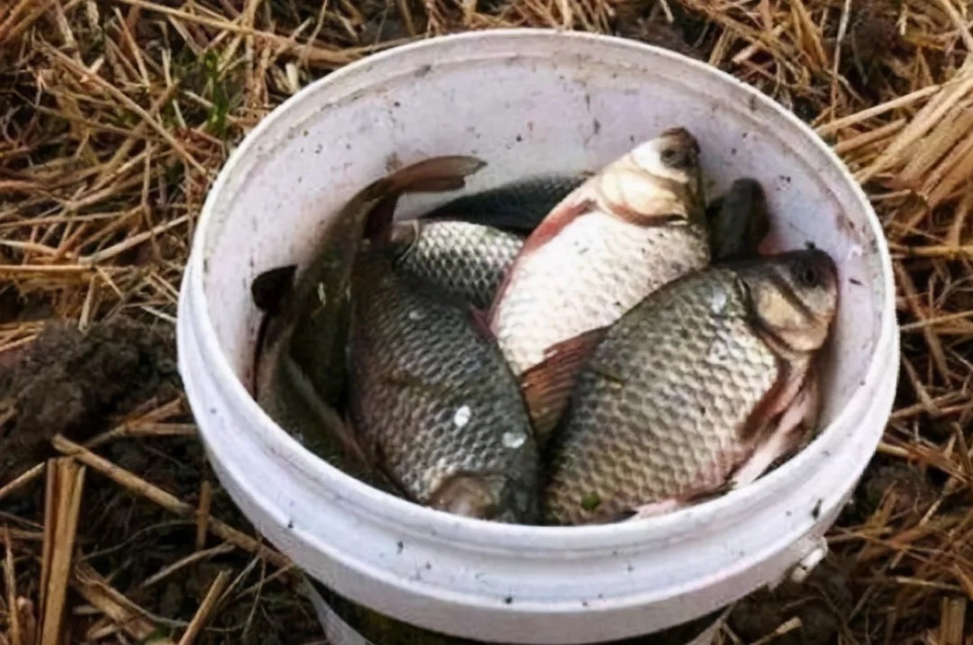 钓法|冬钓诱鱼不够快?那是你没按套路出牌,试试这几招,刚下钩就有口