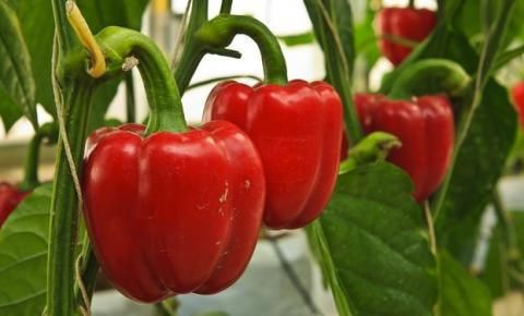  辣椒素|无辣不欢！长期吃辣对身体有什么影响？