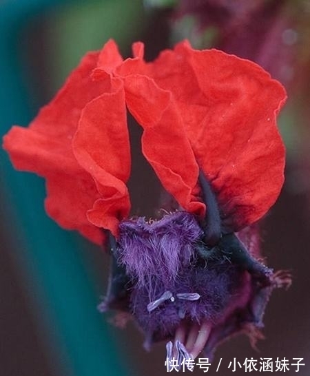 长相|盘点10种长相怪异的植物,你都见过几种?