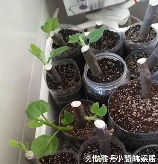 养花没有盆,3个妙招,就能自制出漂亮的花盆,阳台上种了好多花