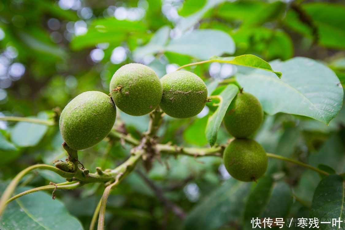 核桃树|新疆有七棵古核桃树，树龄超1500年，合称核桃七仙，景色难得一见