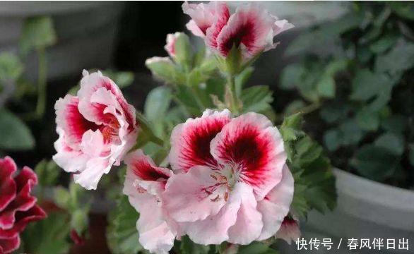 对待新手很友好的4种漂亮花,好养易活能爆盆,年年开花不断