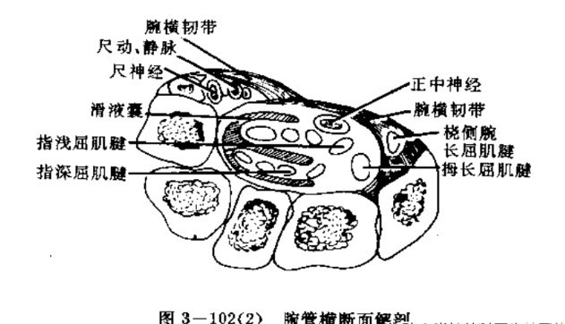 颈椎间盘|这几种病都能引起手麻,容易和颈椎病混淆,究竟如何区分好?