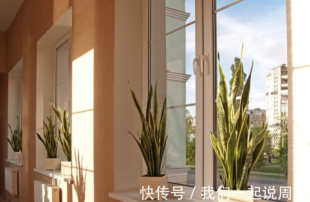 碰碰香|适合养在客厅的“4类花”,越养家里越“干净”,又美又健康