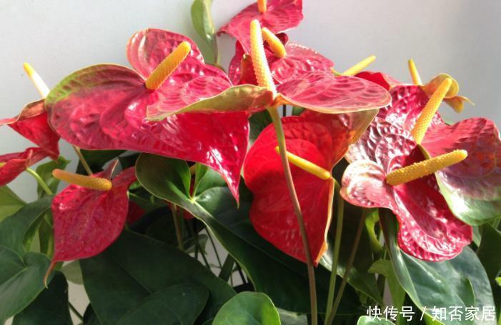 客厅空旷想摆几盆花?选这5种,好看又皮实,还能净化空气!