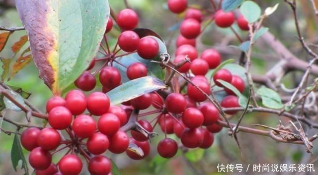 野果|果实小还有点涩，80后有吃过，如今经常被除，根茎30元一斤！