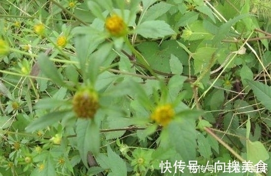 草药|这种草以前见了就想拔掉, 如今却是宝贝, 治病是一绝
