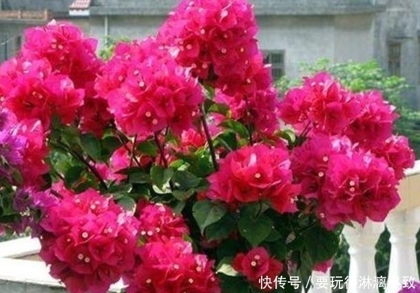 杜鹃杜鹃花|几款植物堪称懒人花,花期长易打理,盛开时繁花似锦,美轮美奂