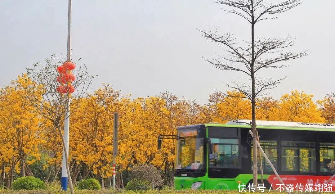 最新实拍！三水绝美黄花风铃木大片绽放，赏花地图戳