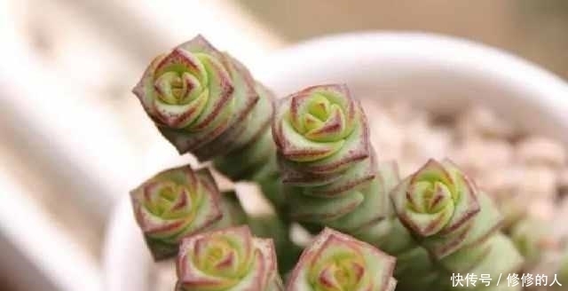 网上疯狂的坑人的多肉浇水方法,进来看看你中招了几个?