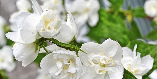 家养茉莉要四勤,才能花开爆盆芳香四溢