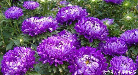 此花|此花是富贵之花,象征着大富大贵,花开似天鹅绒球,绚丽多姿!